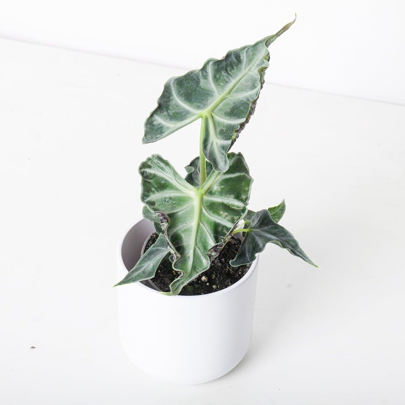 Alocasia Loco|9cm