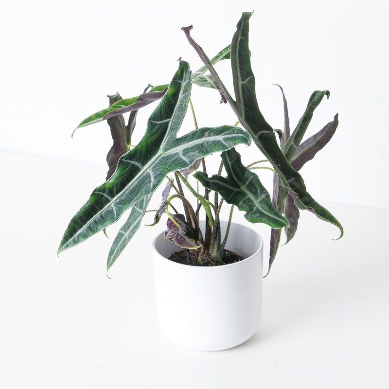 Alocasia Longiloba Narrow|11cm