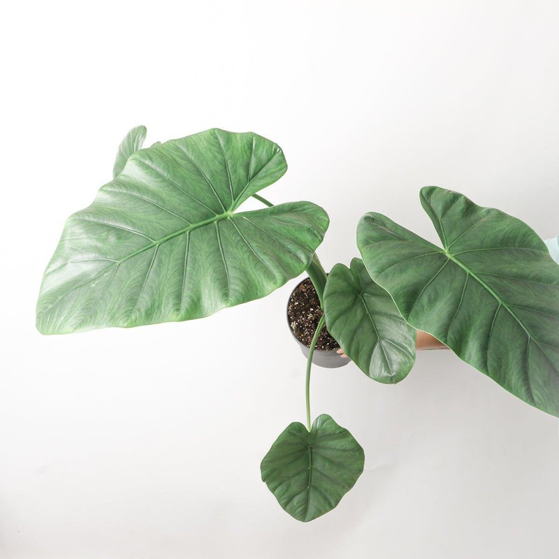 Alocasia Opal Beauty|23cm