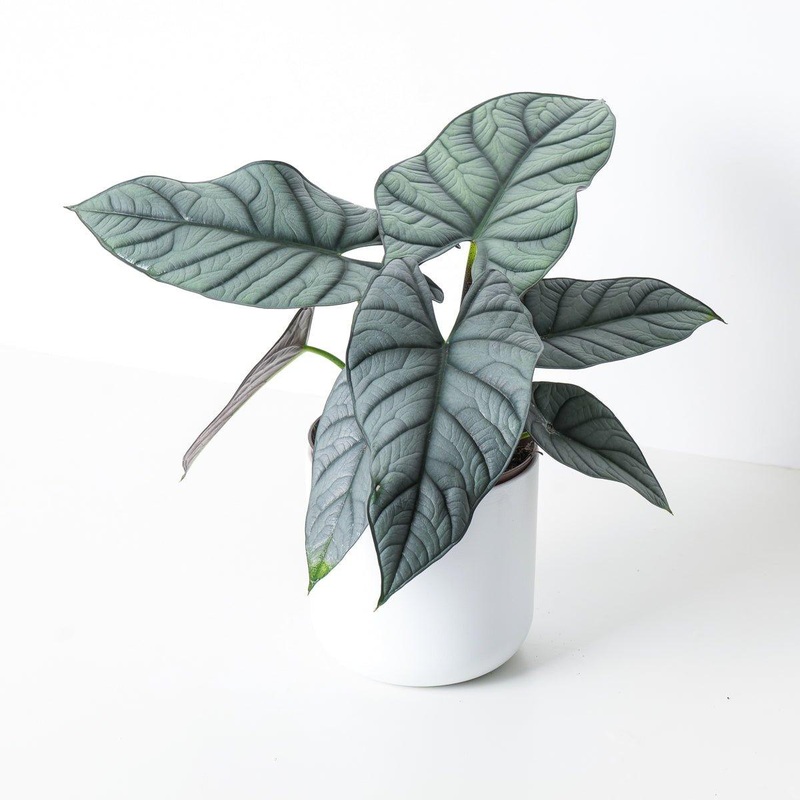 Alocasia sp. ‘Grey/Red’|12cm|15cm