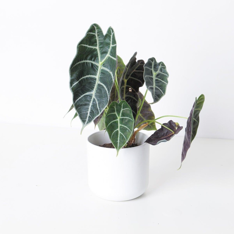 Alocasia Watsoniana|11cm