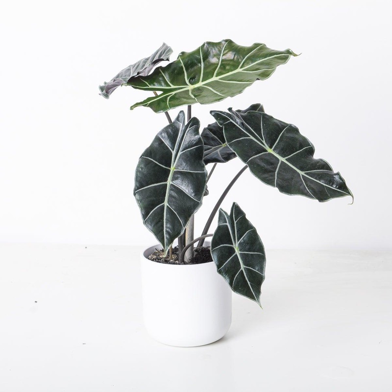 Alocasia Watsoniana ‘Dark Glossy’
