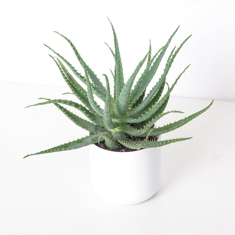 Aloe arborescens|12cm
