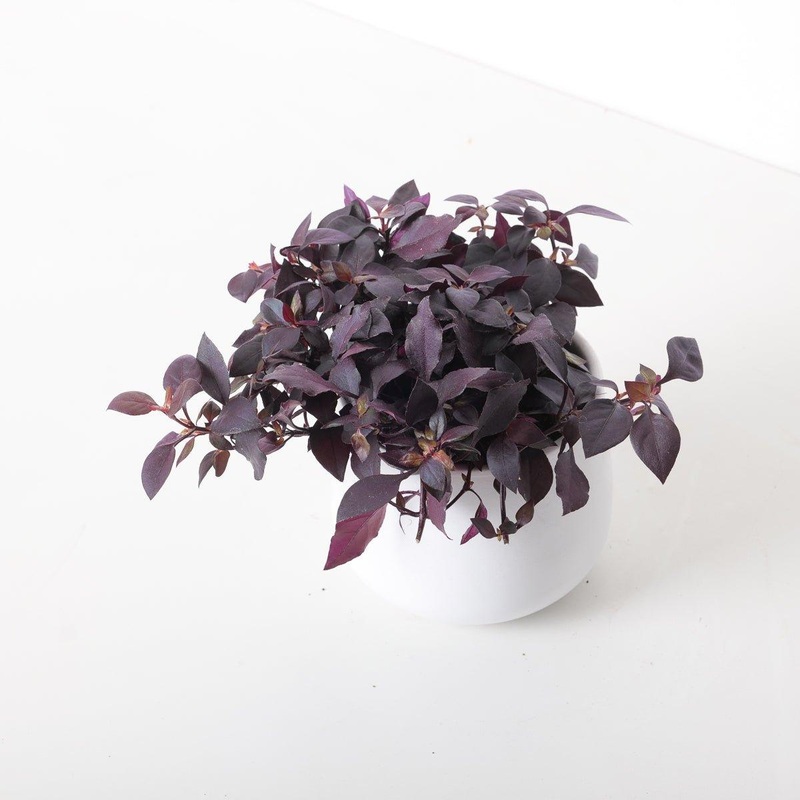 Alternanthera ‘Dentata’ | Little Ruby