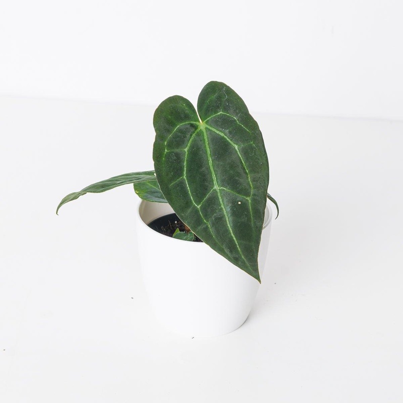 Anthurium Crystallinum ‘Dark Form’