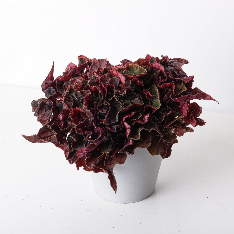 Begonia ‘Autumn Crinkle’|14cm