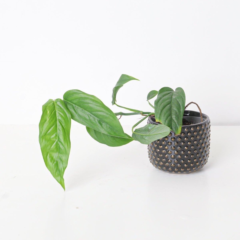 Monstera Obliqua Suriname|9cm