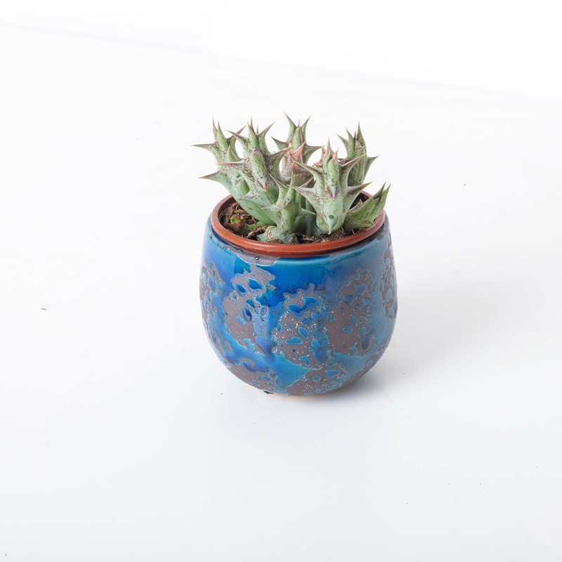 Orbea Decaisneana | Stapeliad|8cm