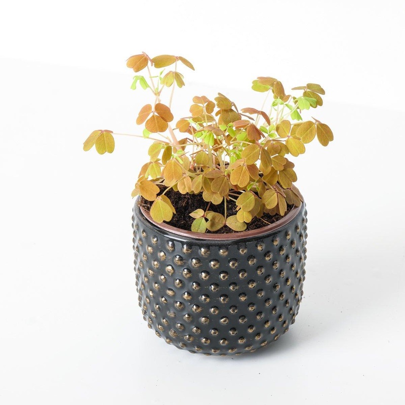 Oxalis ‘Sunset Yellow’|10cm