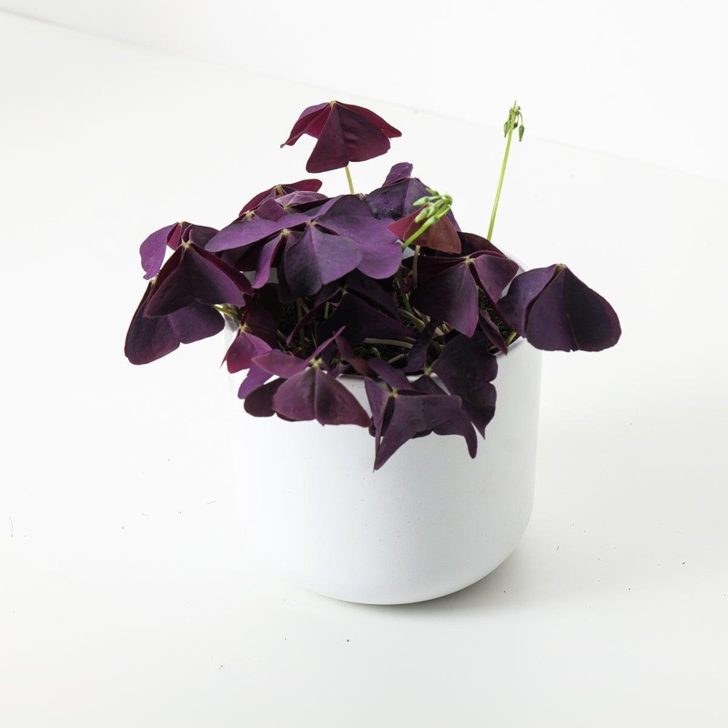 Oxalis Triangularis ‘Mijke’ | Purple Shamrock
