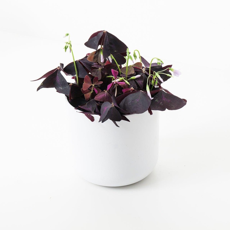 Oxalis Triangularis | Purple Shamrock