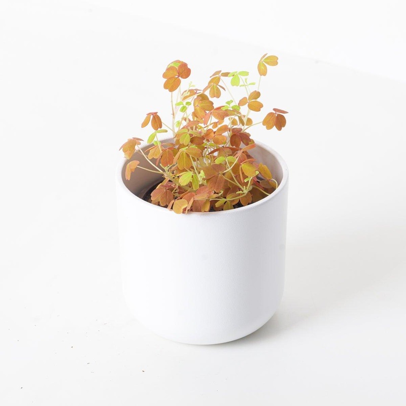 Oxalis Vulcan Gold|10cm
