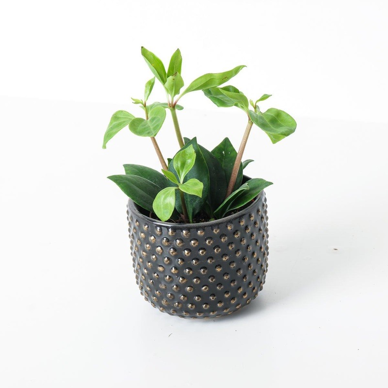 Peperomia pereskiifolia|8.5cm