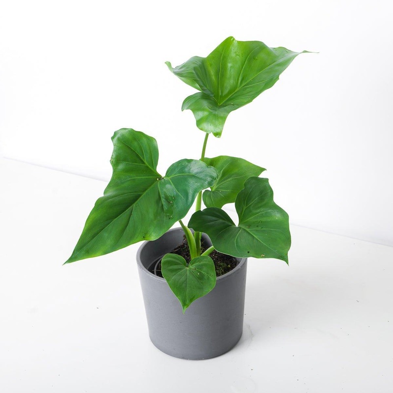Philodendron bipinnatifidum x goeldii
