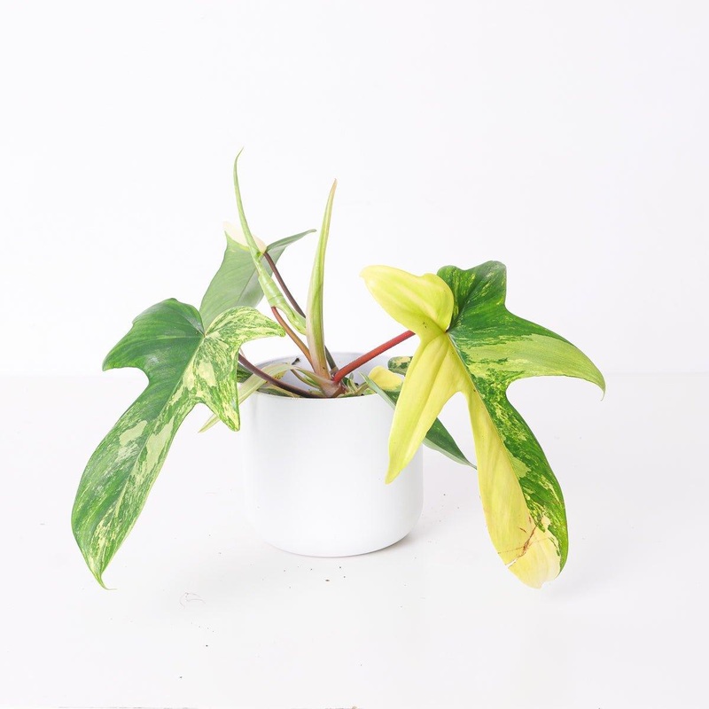 Philodendron Florida Beauty|11cm