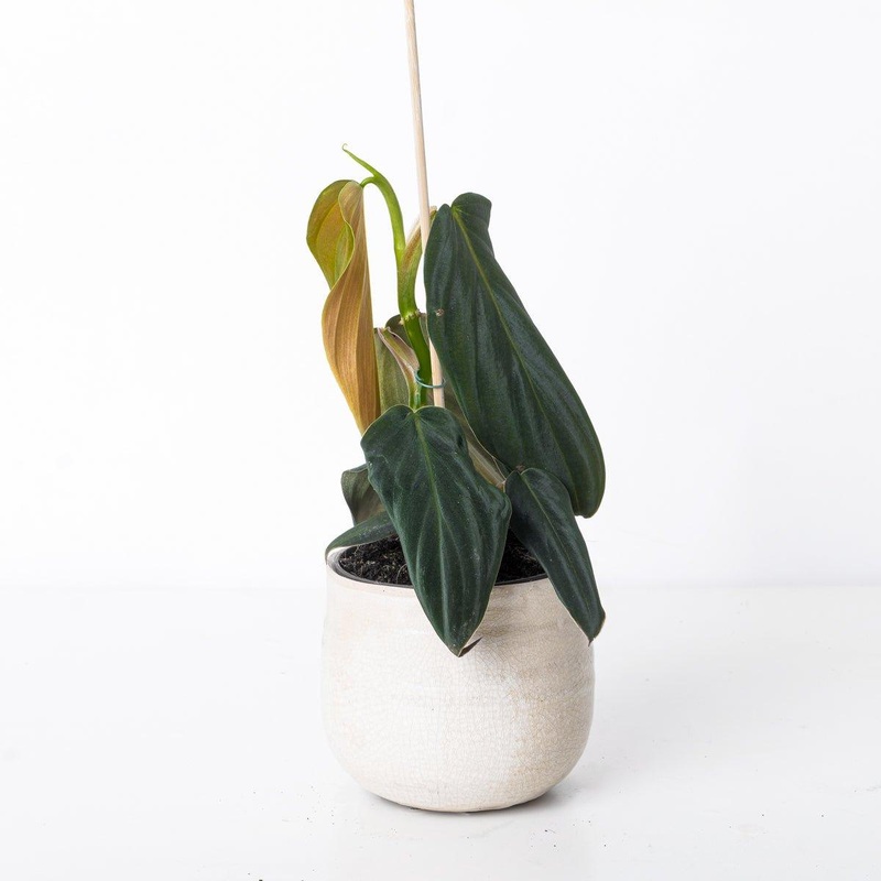 Philodendron Gigas|12cm|9cm|6cm