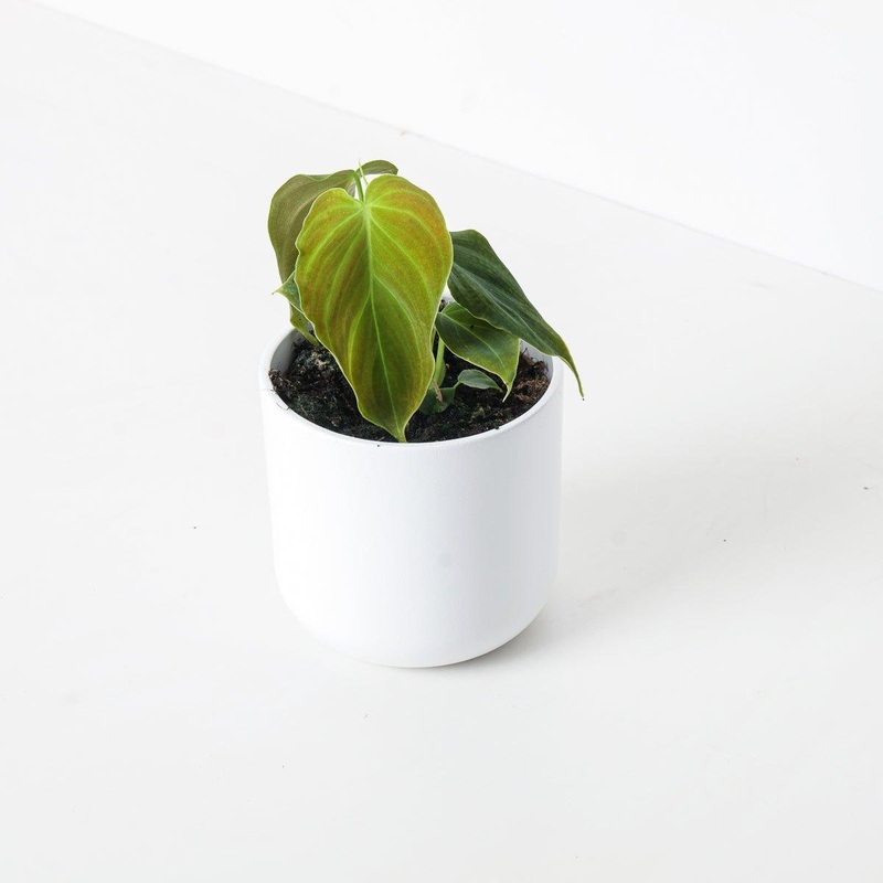 Philodendron Glorious|10.5cm