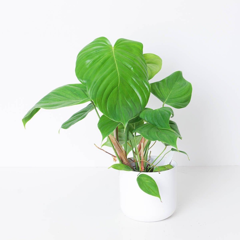 Philodendron grandipes|10.5cm|9cm