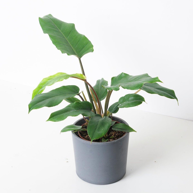 Philodendron ‘Jungle Fever’|14cm