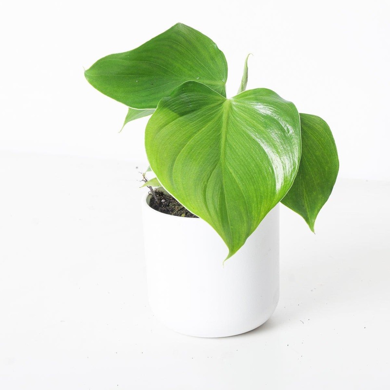 Philodendron Microstictum|10.5cm
