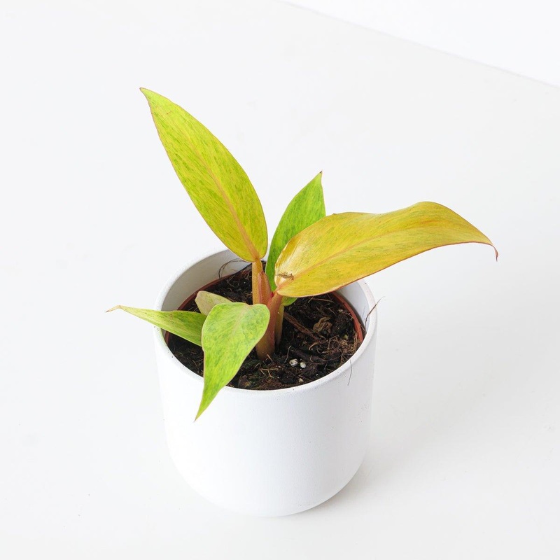Philodendron Orange Marmalade|10.5cm