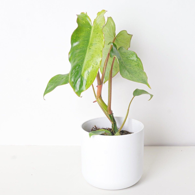 Philodendron Paraiso Verde|12cm|17cm