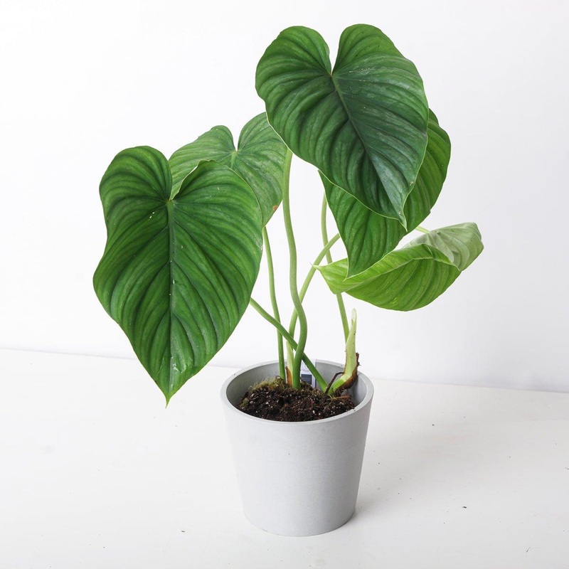 Philodendron peltatum|15cm
