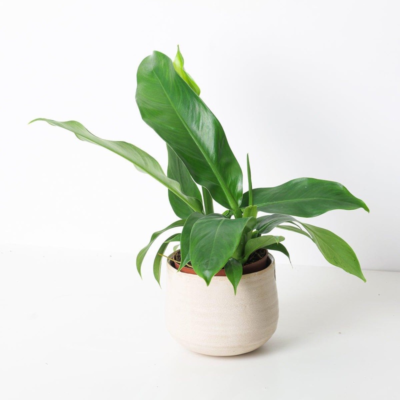 Philodendron pendulatum|14cm