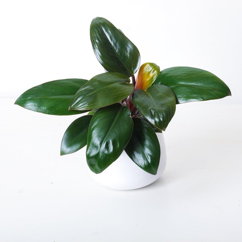 Philodendron Purple Congo|12cm|19cm