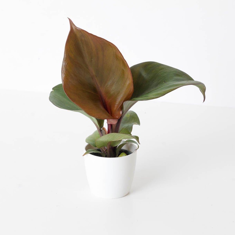 Philodendron Red Heart|6cm|9cm