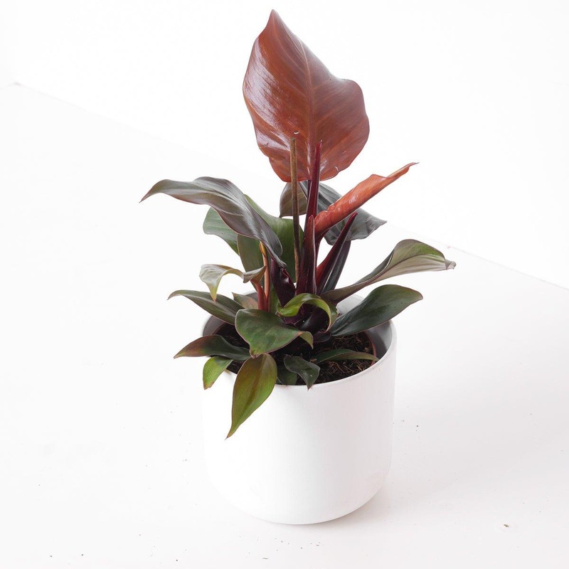 Philodendron Sunlight|11cm