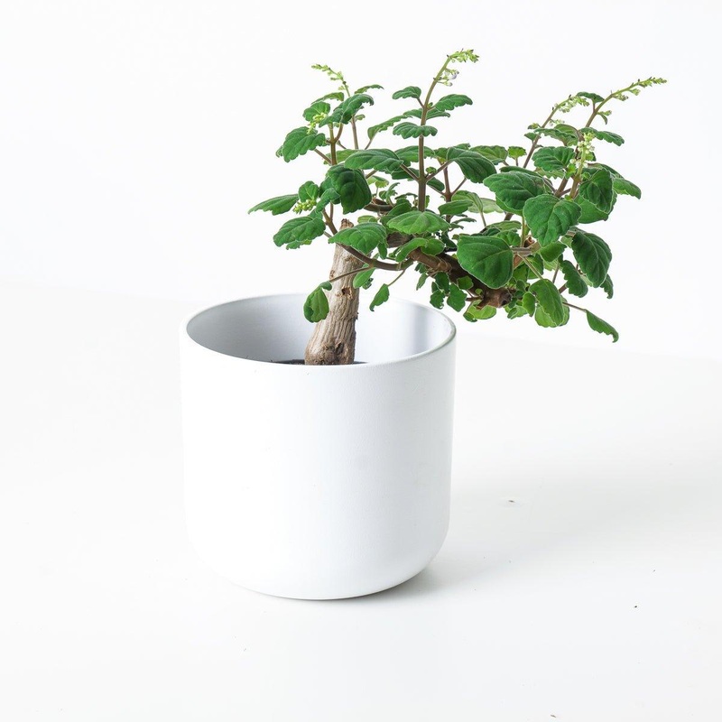 Plectranthus ernestii ‘Sumo’|14cm