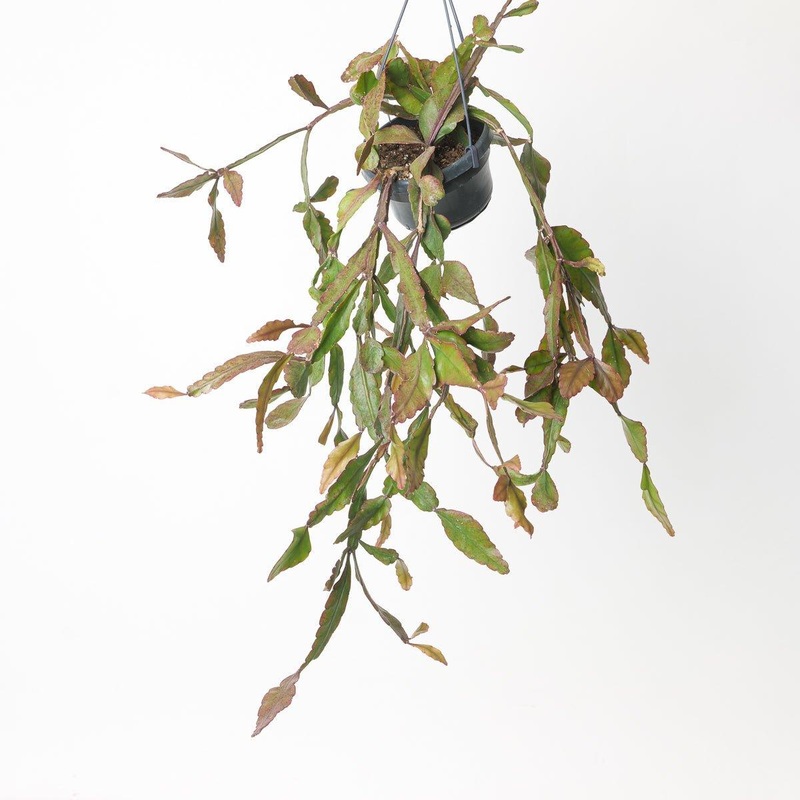 Rhipsalis elliptica|14cm XL