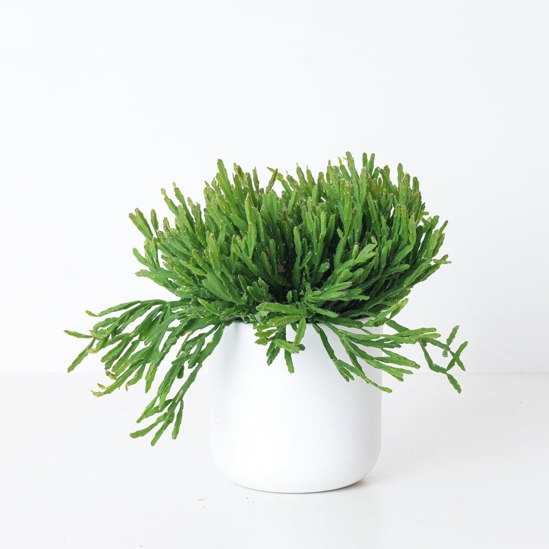 Rhipsalis ewaldiana|10.5cm