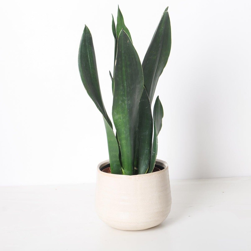 Sansevieria trifasciata ‘Black Diamond’