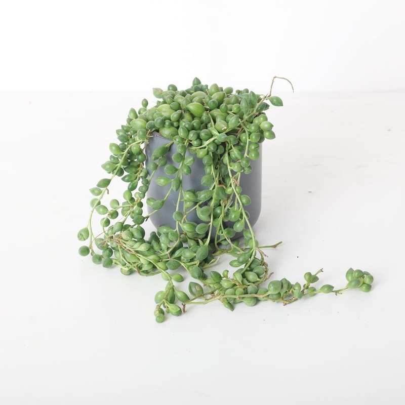 Senecio herreianus ‘String of Beads’ XL