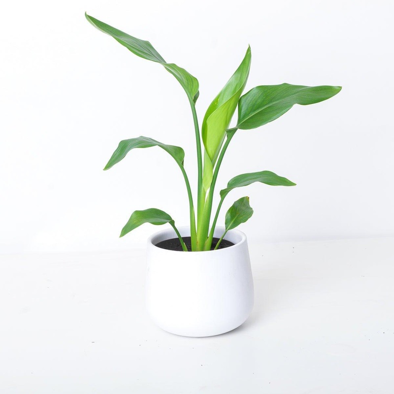 Strelitzia Reginae | Bird of Paradise