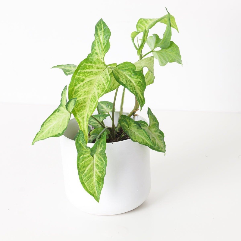Syngonium Light Star|10.5cm