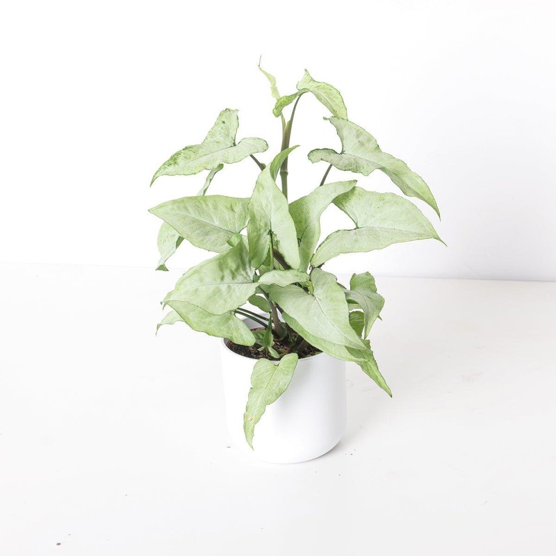 Syngonium Ngern La Mai|10.5cm