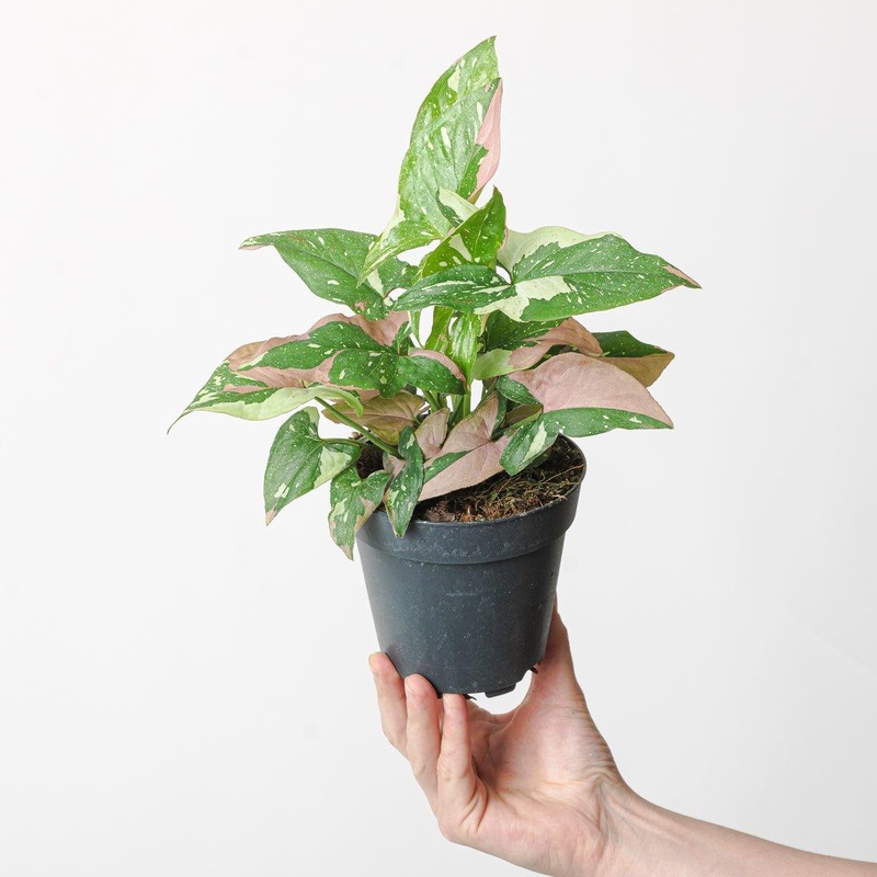 Syngonium Red Spot Tricolor|12cm