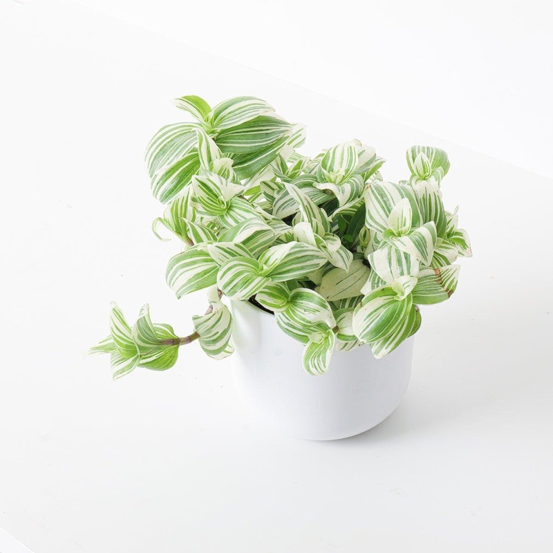 Tradescantia Brightness|12cm
