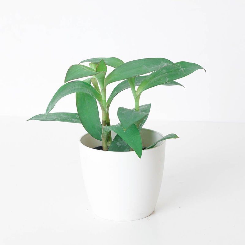 Tradescantia sp. ‘Blue’|9cm