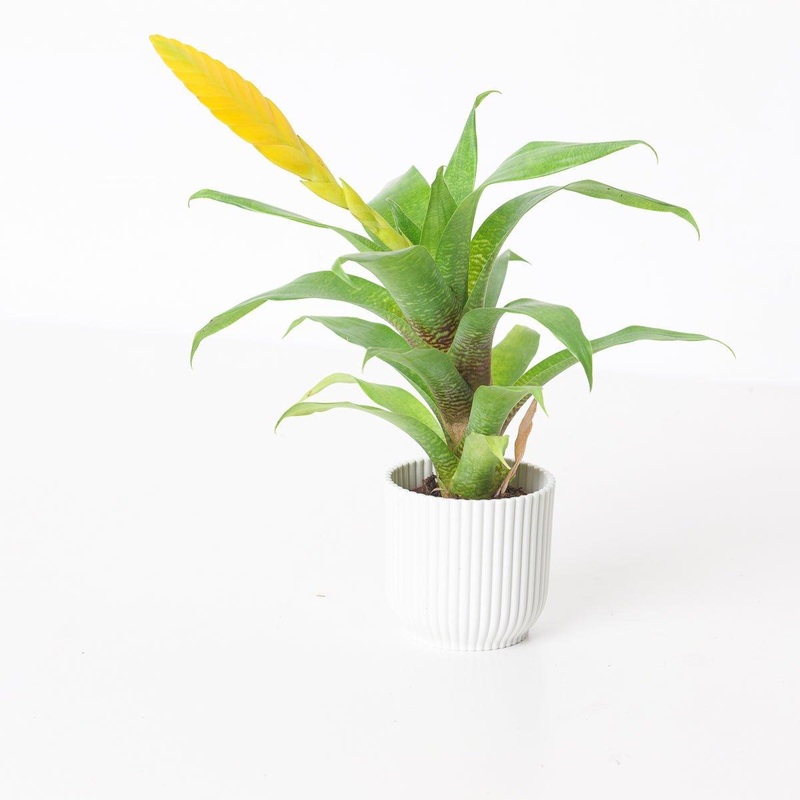 Vriesea ospinae|6cm