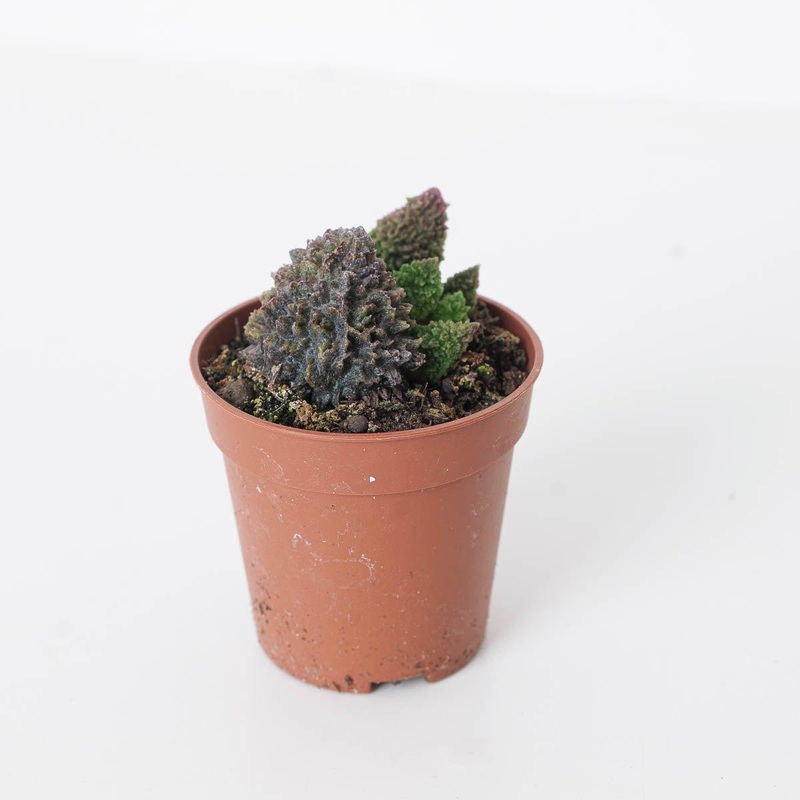 Adromischus marianiae Coral Red