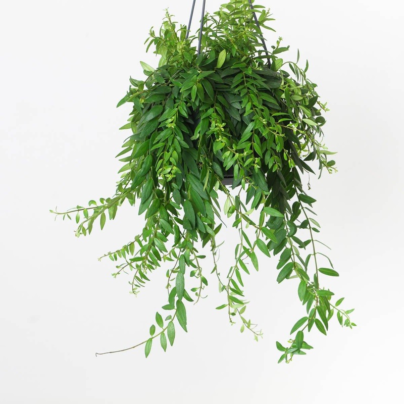 Aeschynanthus japhrolepis | Lipstick Plant