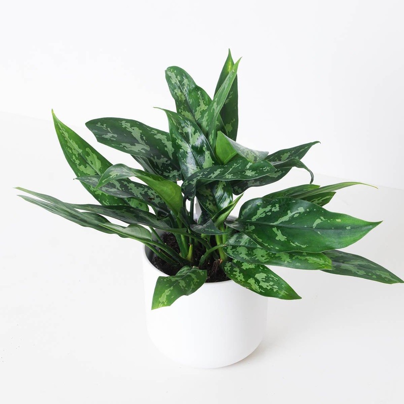 Aglaonema ‘Maria’|12cm