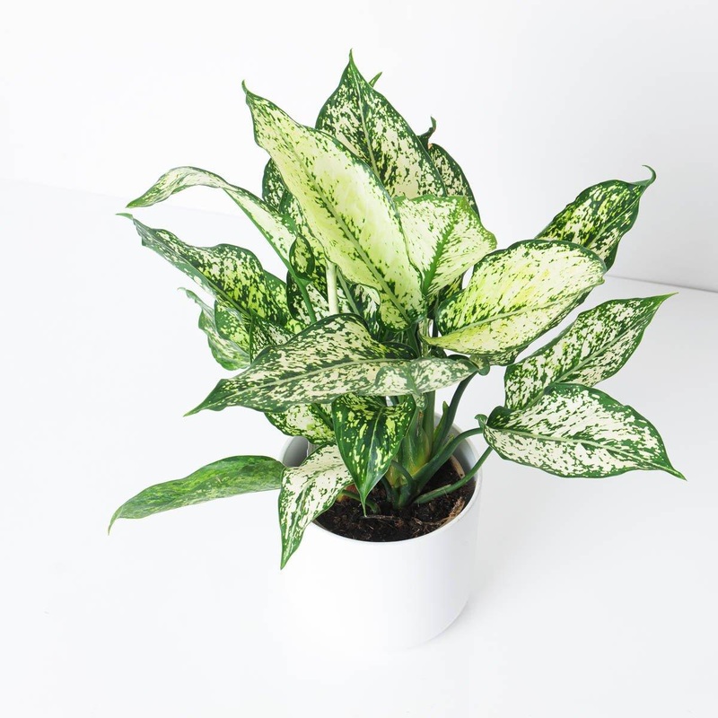 Aglaonema Spotted Star White|12cm