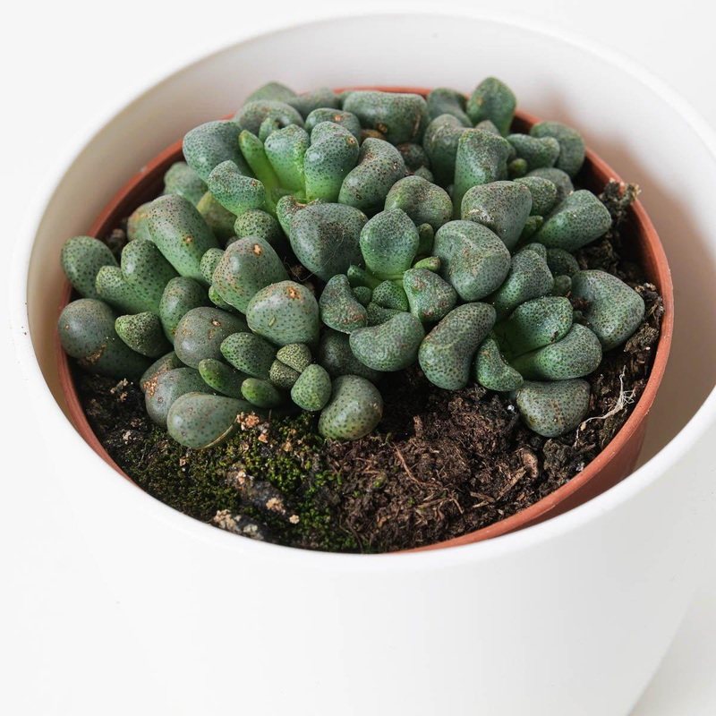 Aloinopsis schooneesii|8.5cm
