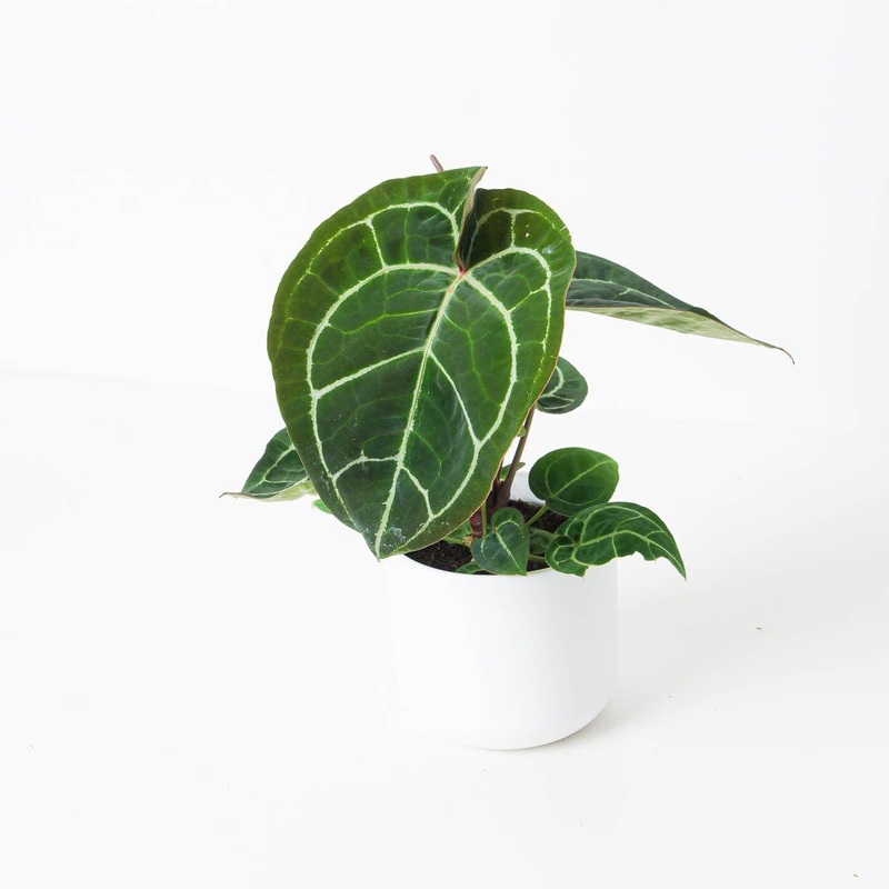 Anthurium Crystallinum Flourite