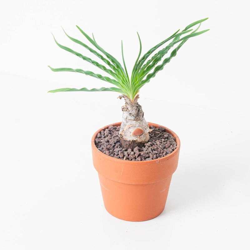 Bophane Disticha|15cm
